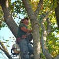 Seasonal Tree Maintenance for Green Homes in South Lake Tahoe
