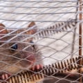 Protecting Green Homes in Sheffield with Reliable Pest Control Solutions