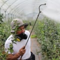 Eco-Friendly Extermination: How Charleston's Pest Control Experts Are Protecting Green Homes