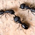 Protecting Green Homes, One Pest At A Time: Eco-Friendly Pest Control That Works In Beaver Falls