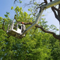 More Than Just Looks: How Tree Trimming And Pruning Services Benefit Your Marion, NC Green Home