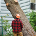 How Tree Removal Service In Arizona Supports The Growth Of Green Homes