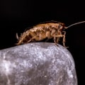 Natural Approaches To Pest Solutions For Green Homes In Fayetteville, GA