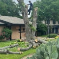 The Eco-friendly Benefits Of Tree Trimming For Green Homes In Austin, TX