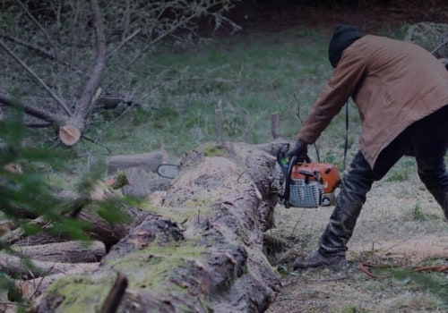 Rooted in Sustainability: How Tree Services Enhance Green Homes in Bethany, OK