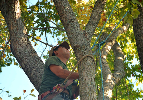 Seasonal Tree Maintenance for Green Homes in South Lake Tahoe