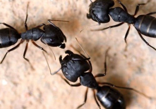 Protecting Green Homes, One Pest At A Time: Eco-Friendly Pest Control That Works In Beaver Falls