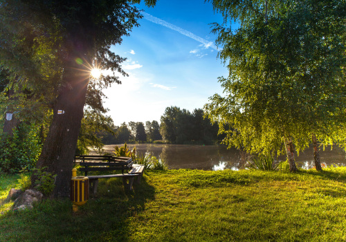 Enhance Green Homes with Expert Tree Maintenance in Warminster