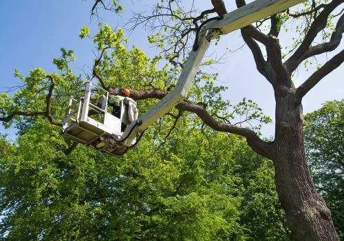 More Than Just Looks: How Tree Trimming And Pruning Services Benefit Your Marion, NC Green Home