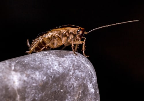 Natural Approaches To Pest Solutions For Green Homes In Fayetteville, GA