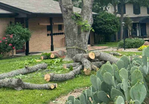 The Eco-friendly Benefits Of Tree Trimming For Green Homes In Austin, TX